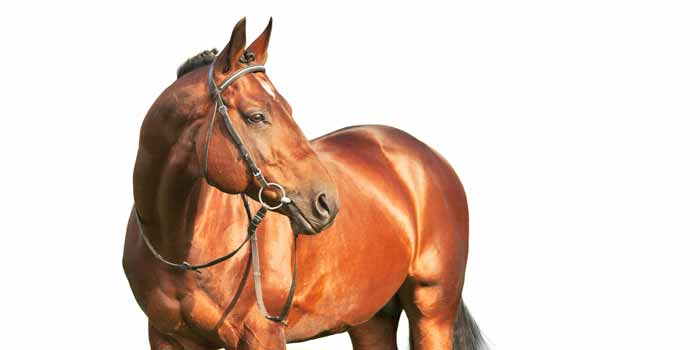 What is the Largest Horse Breed
