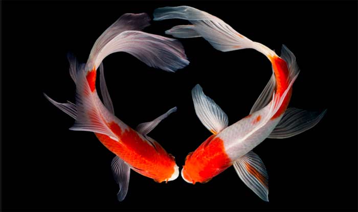 Why-Are-Koi-Fish-So-Special