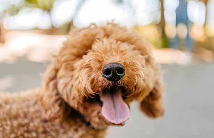 How to Care For Your Goldendoodle